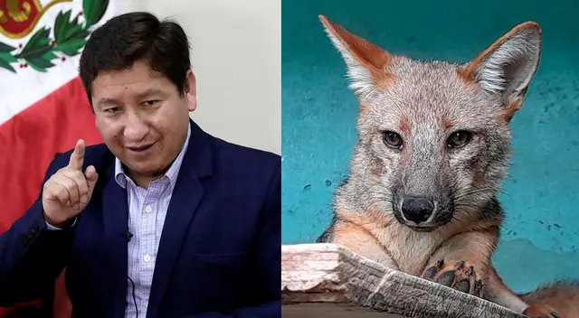 Guido Bellido se compara con el zorro Run Run Guido Bellido se compara con el zorro Run Run