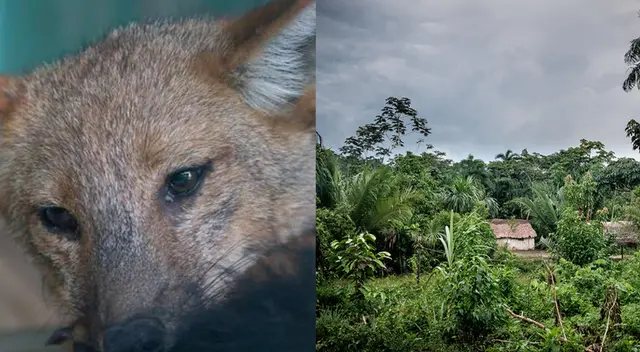 Efecto Run Run: inician campaña para conocer las consecuencias de delitos ambientales