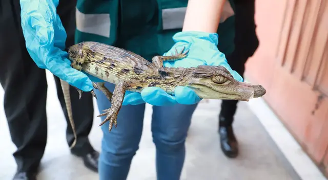 Serfor rescata a caimán en San Juan de Lurigancho