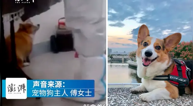 El caso del perro de raza corgi ha generado críticas a las autoridades sanitarias del distrito de Xinzou de Shangrao. Foto: composición/Weibo-TofuCorgi El caso del perro de raza corgi ha generado críticas a las autoridades sanitarias del distrito de Xinzou de Shangrao. Foto: composición/Weibo-TofuCorgi