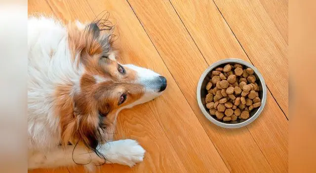 Conoce las razones de por qué tu amigo de cuatro patas no quiere comer sus alimentos.