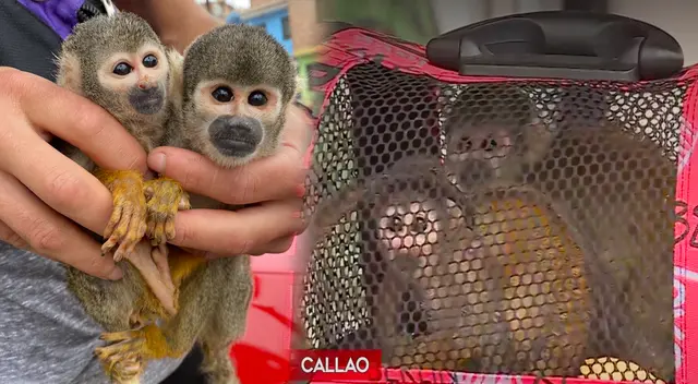 Monitos ardillas fueron abandonados en una calle del Callao