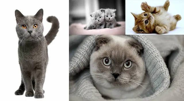 Los gatos domésticos bien cuidados pueden tener una larga vida. Los gatos domésticos bien cuidados pueden tener una larga vida.