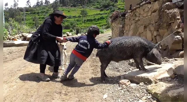 Niño llora al ver que su abuelo lleva al matadero a su cerdito para hacerlo chicharrón. | Foto: TikTok