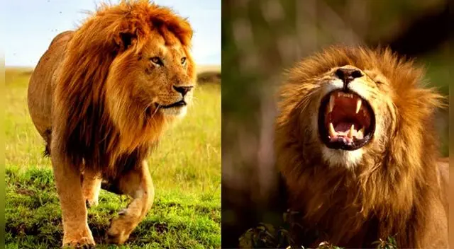 Soñar con leones esta asosicado con la fuerza y el liferazgo.