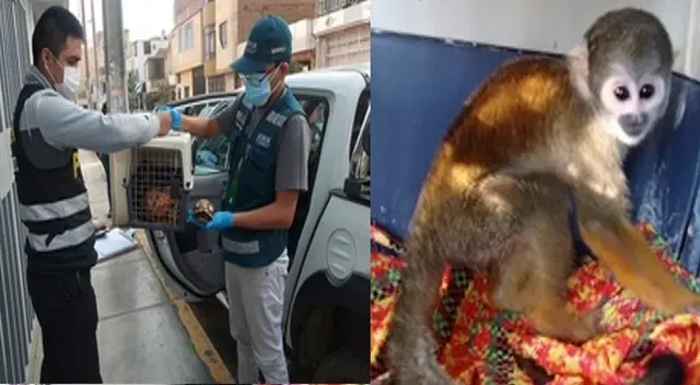 Condenan a comerciante Adonis Raúl Torres Pomasunco por tráfico de animales Condenan a comerciante Adonis Raúl Torres Pomasunco por tráfico de animales