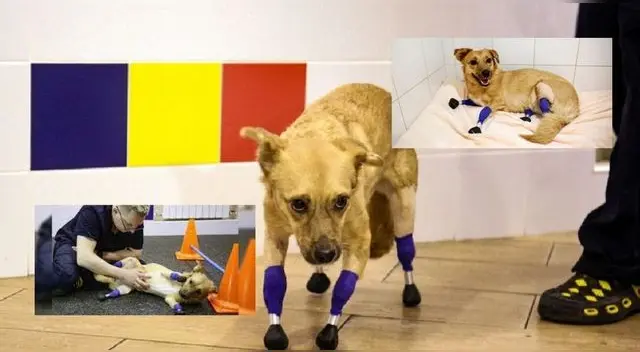 Mónica, fue encontrada en diciembre del año pasado con las patas amputadas, fue víctima de maltrato.