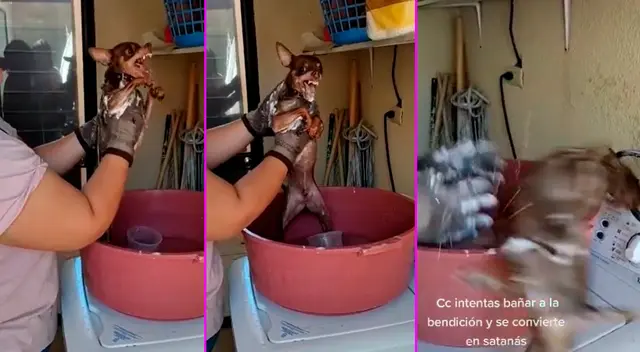 TikTok video viral. TikTok video viral.