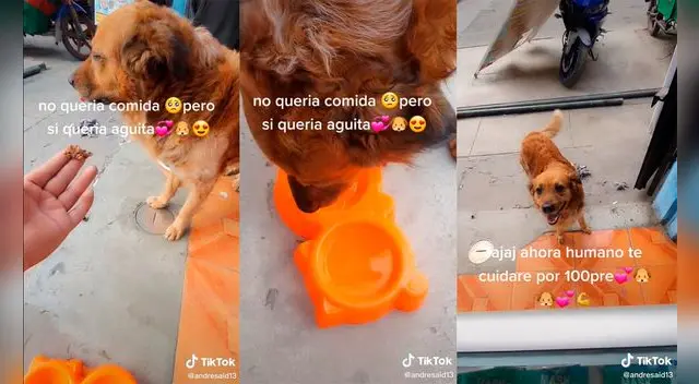 El can logró robar el corazón del sujeto con su tierno comportamiento. Foto: captura de TikTok