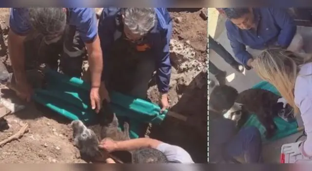 El equipo de rescate tuvo que romper la calle con una excavadora para no lastimar al perro, quien estaba ansioso y se movía mucho.