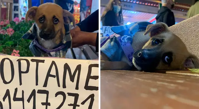 Perrito abandonado en el Parque Kennedy, en Miraflores, busca hogar. Perrito abandonado en el Parque Kennedy, en Miraflores, busca hogar.