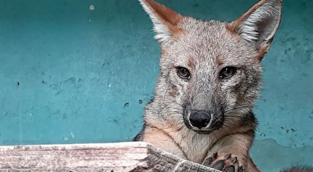 El Parque de las Leyendas no sería el lugar adecuado para Run Run, porque esta instalación tiene como fin el entretenimiento y la educación, mas no la reinserción de animales rescatados, según la demanda.