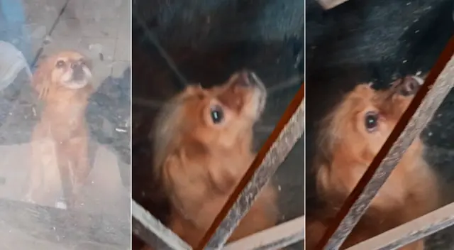 Mascotas fueron abandonadas y dueños huyeron de su responsabilidad. Mascotas fueron abandonadas y dueños huyeron de su responsabilidad.