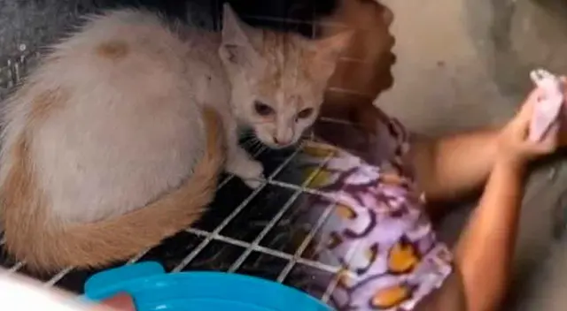 Gatos alertaron a los vecinos y estos fueron al rescate de la menor. Gatos alertaron a los vecinos y estos fueron al rescate de la menor.