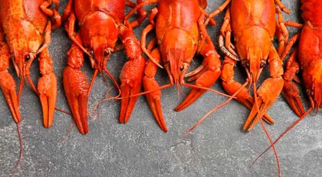 Reino Unido espera que se aprueba la ley de bienestar animal.