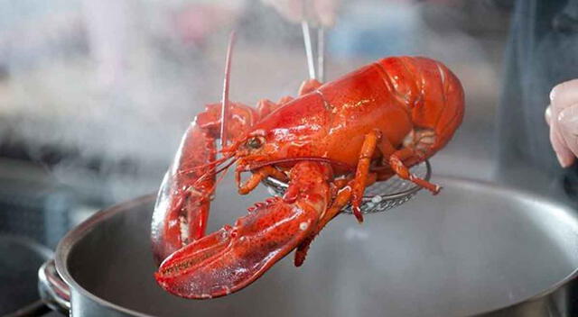 En muchos lugares del mundo se cocinan vivos a los cangrejos.   