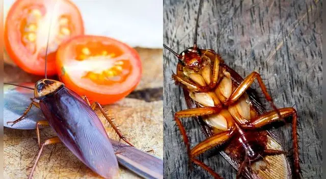 Tiene varias interpretaciones soñar con cucarachas.