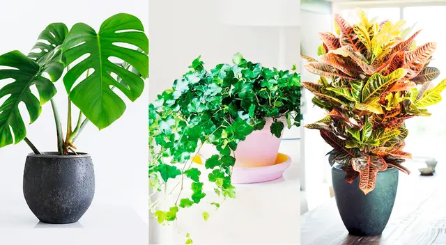 Costilla de Adán, la hiedra y el crotón son algunas de las plantas que pueden ser tóxicas para nuestras mascotas. Costilla de Adán, la hiedra y el crotón son algunas de las plantas que pueden ser tóxicas para nuestras mascotas.