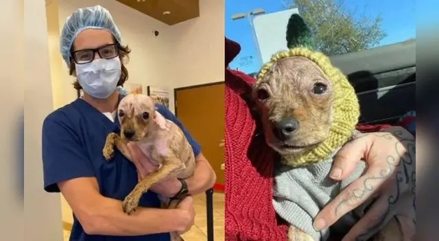 Un símbolo de perseverancia. El pequeño perrito fue víctima de maltrato animal en México. Un símbolo de perseverancia. El pequeño perrito fue víctima de maltrato animal en México.