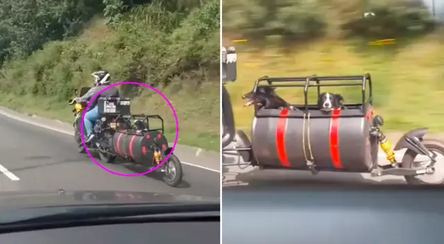 Los perritos lucían bastante tranquilos en sus asientos acondicionados.