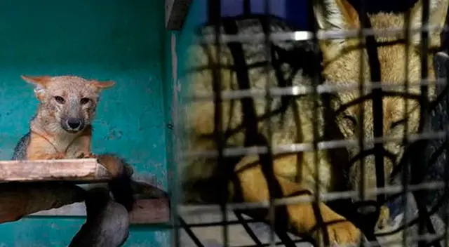 Run Run padece de enfermedades infeccionas adquiridas a causa su convivencia con canes sin vacunar Run Run padece de enfermedades infeccionas adquiridas a causa su convivencia con canes sin vacunar