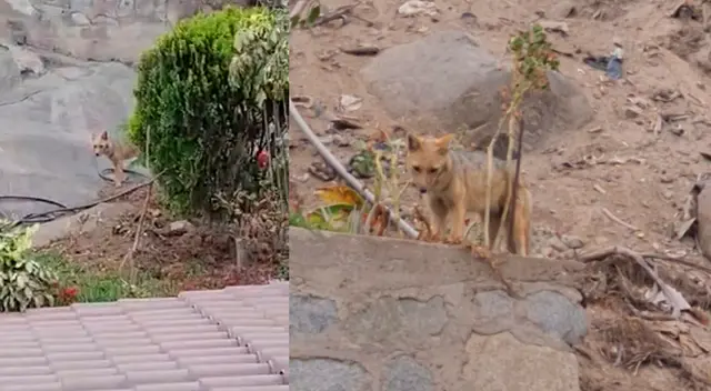 Hallan a un nuevo zorro merodeando por los cerros, pero esta vez en el distrito de Ate.