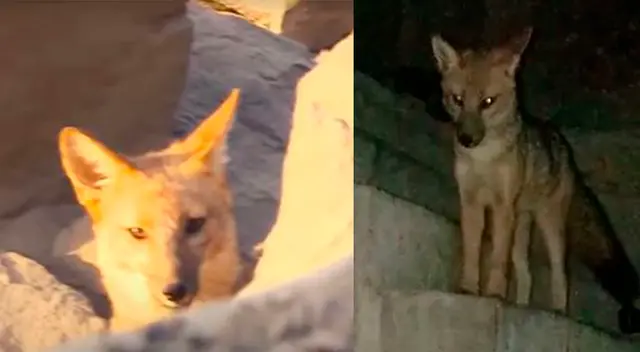 Zorrito Run Run presenta un estado de salud delicado porque su enfermedades serían de alto riesgo para los animales silvestres.