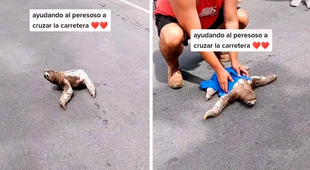 El perezoso alegró a los presentes con sus gestos. El perezoso alegró a los presentes con sus gestos.