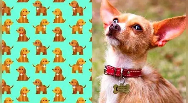 Hay tres perro que no tiene placa. ¿Sabes dónde está?