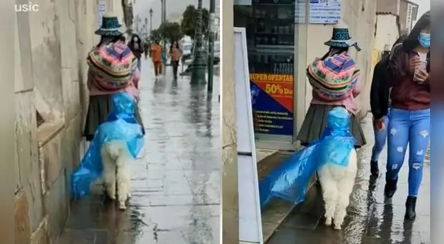 El usuario manifestó en los comentarios que dejó de grabar para avisarle a la mujer que el poncho de la alpaca estaba por caerse. Foto: captura de TikTok