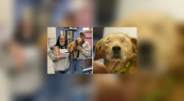 La conmovedora historia de Rusty, el perro al que extirparon sus ojos (Humane Animal Rescue of Pittsburgh)