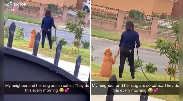 El usuario de TikTok @dog compartió la escena y consiguió más de seis millones de reproducciones. Foto: captura de TikTok