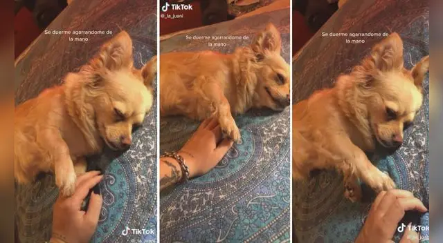 El can, pese a que está dormido, no aleja su pata de la mano de su cuidadora y se aferra a ella. Foto: captura de TikTok El can, pese a que está dormido, no aleja su pata de la mano de su cuidadora y se aferra a ella. Foto: captura de TikTok
