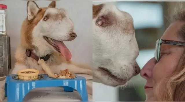 Conmovedor. Una perrita que fue rechazada muchas veces por su aspecto al fin consiguió un hogar. Conmovedor. Una perrita que fue rechazada muchas veces por su aspecto al fin consiguió un hogar.