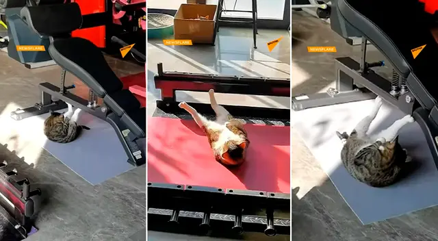 El felino sorprendió a miles de usuarios en redes sociales. El felino sorprendió a miles de usuarios en redes sociales.