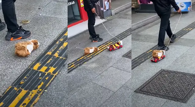 Peculiar video del cuy paseando se hizo viral en las redes sociales.