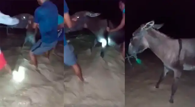 Burro era llevado por aguas del río Utcubamba, pero pobladores lo salvan.