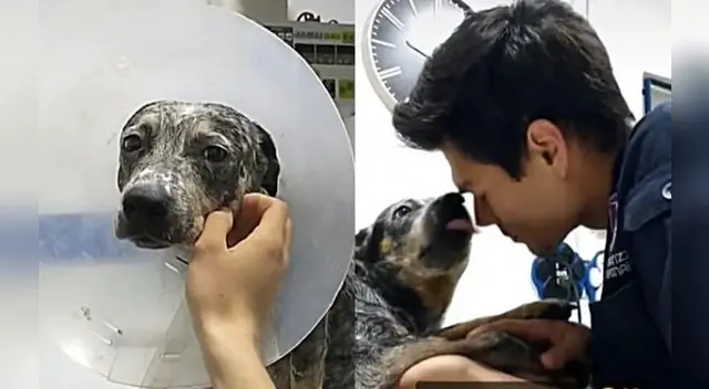 Conmovedor. La perrita cayó en buenas manos luego de ser dejada en la clínica veterinaria.