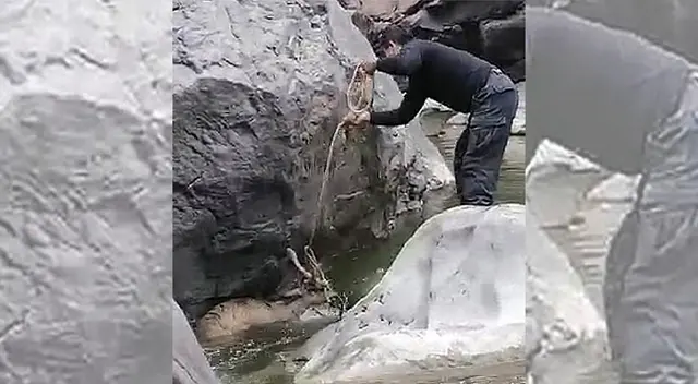 Venado herido es sacado de las aguas del rio Colca, en Arequia. Venado herido es sacado de las aguas del rio Colca, en Arequia.