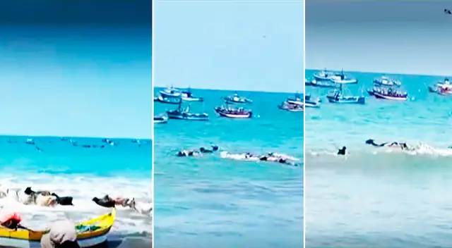 Los mamíferos se animaron a darse un chapuzón debido a las altas temperaturas en el balneario de Zorritos.