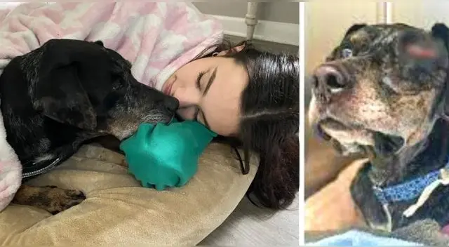 Gus padecía una enfermedad grave llamada gusano del corazón, pero pese a todo lo que había vivido era un noble animal. Gus padecía una enfermedad grave llamada gusano del corazón, pero pese a todo lo que había vivido era un noble animal.