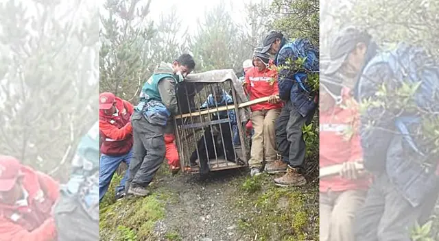 Rescatan a Oso que deambulaba por la comunidad de Hauynacancha, en Ayacucho. Rescatan a Oso que deambulaba por la comunidad de Hauynacancha, en Ayacucho.
