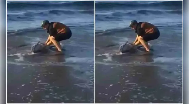 Hombre salva la vida de un pequeño delfín devolviéndolo al mar. Foto: captura de TikTok. Hombre salva la vida de un pequeño delfín devolviéndolo al mar. Foto: captura de TikTok.