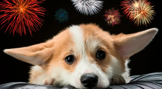 Especialista explica cómo afecta los sonidos de los pirotécnicos a los gatos y perros