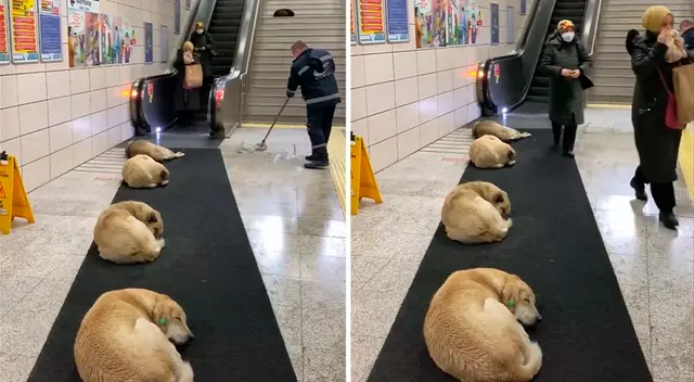 Los usuarios pasan tranquilamente, sin temor de ser atacados por alguno de los perros ni tampoco interrumpen el sueño de estos animalitos.