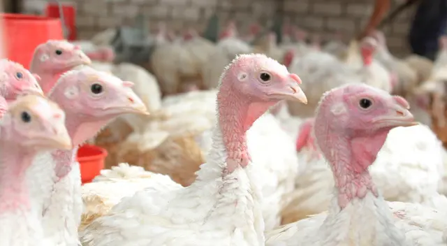 Comerciantes dudan si vender pavo sería una buena opción para estas festividades de diciembre. Comerciantes dudan si vender pavo sería una buena opción para estas festividades de diciembre.