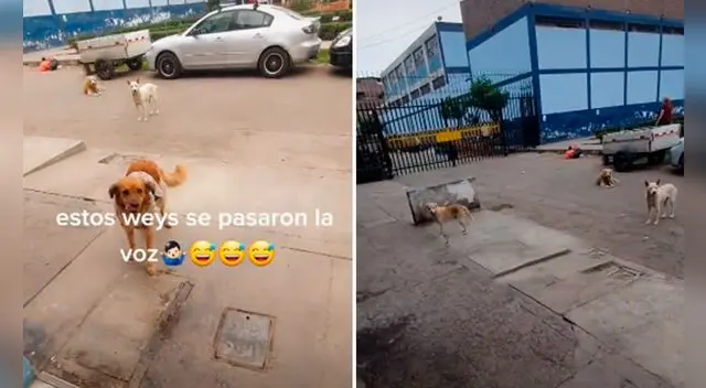 Un joven abrió la puerta de su casa para atender a su ‘nuevo amigo’, pero se percató que este no estaba solo. Foto: captura de YouTube Un joven abrió la puerta de su casa para atender a su ‘nuevo amigo’, pero se percató que este no estaba solo. Foto: captura de YouTube