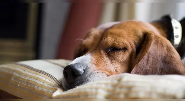 Navidad y Año Nuevo 2022: protege a tus mascotas de los fuegos artificiales con estos consejos
