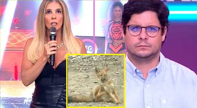 Johanna San Miguel comparó a Gian Piero Díaz con el Zorro Run Run. Johanna San Miguel comparó a Gian Piero Díaz con el Zorro Run Run.