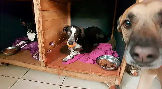 Animalitos podrán ser al fin adoptados.
